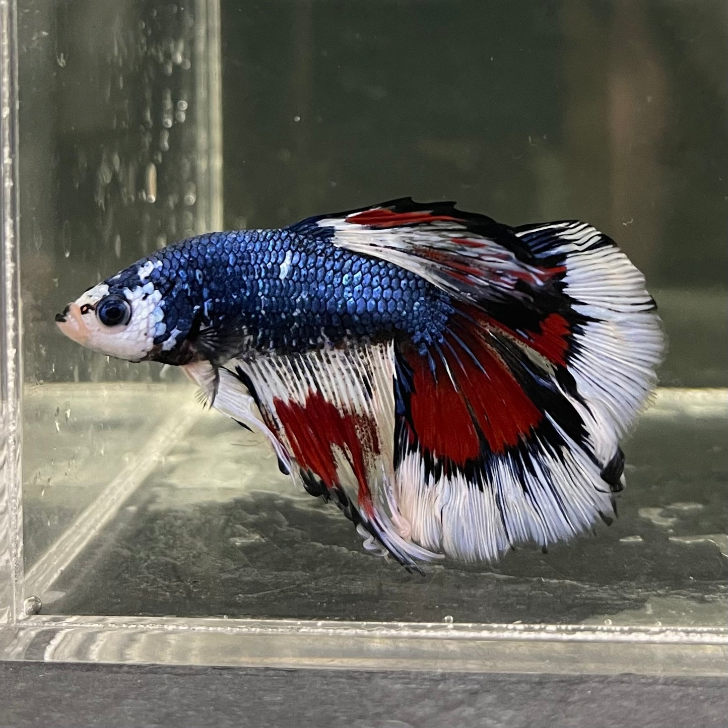 Male Betta - One Only - 8