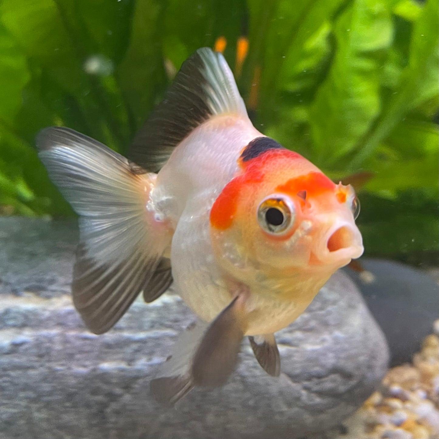 Ryukin Goldfish - one only - 2