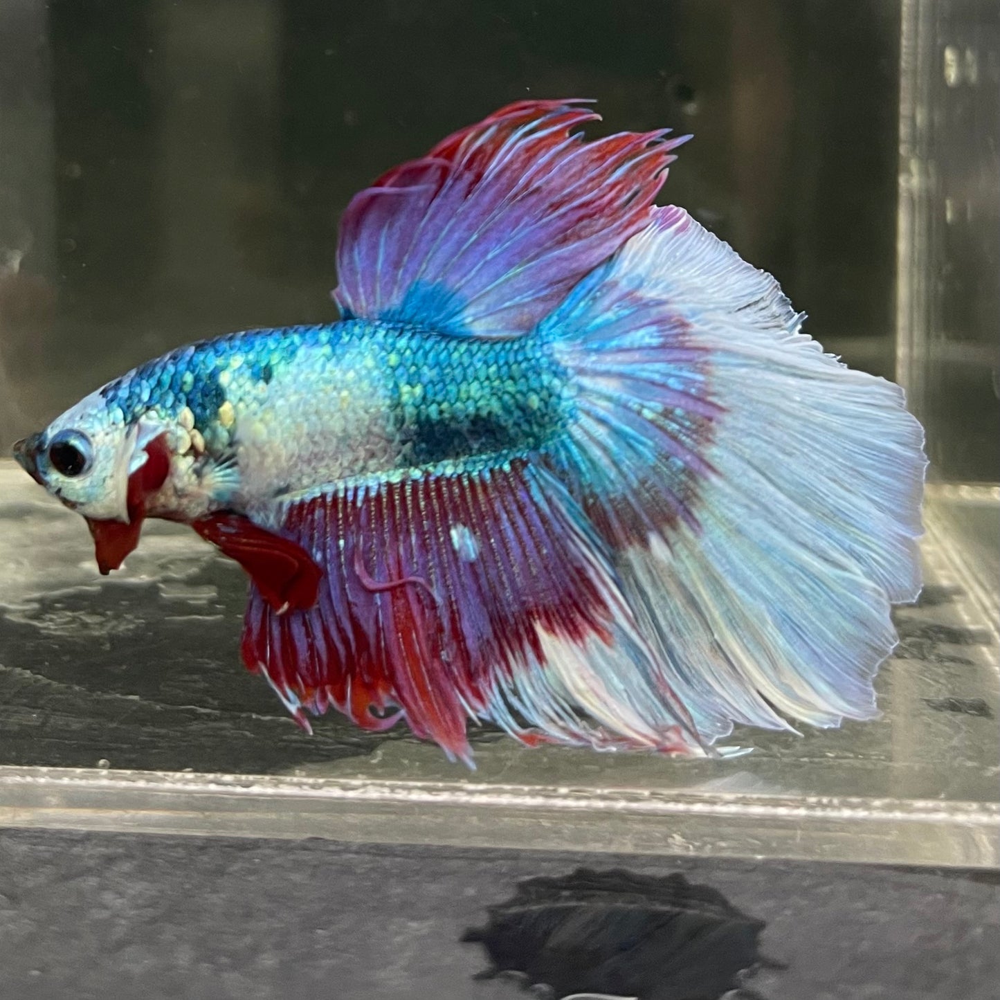 Male Betta - One Only - 13