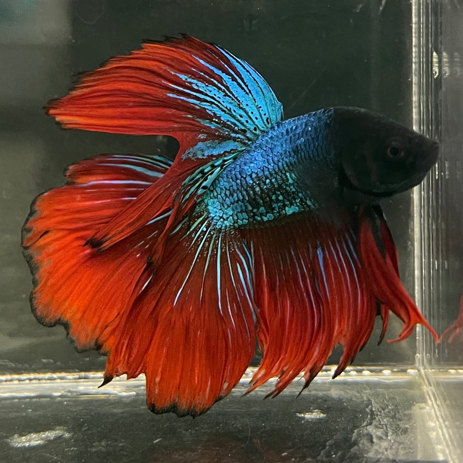Male Betta - One Only - 17