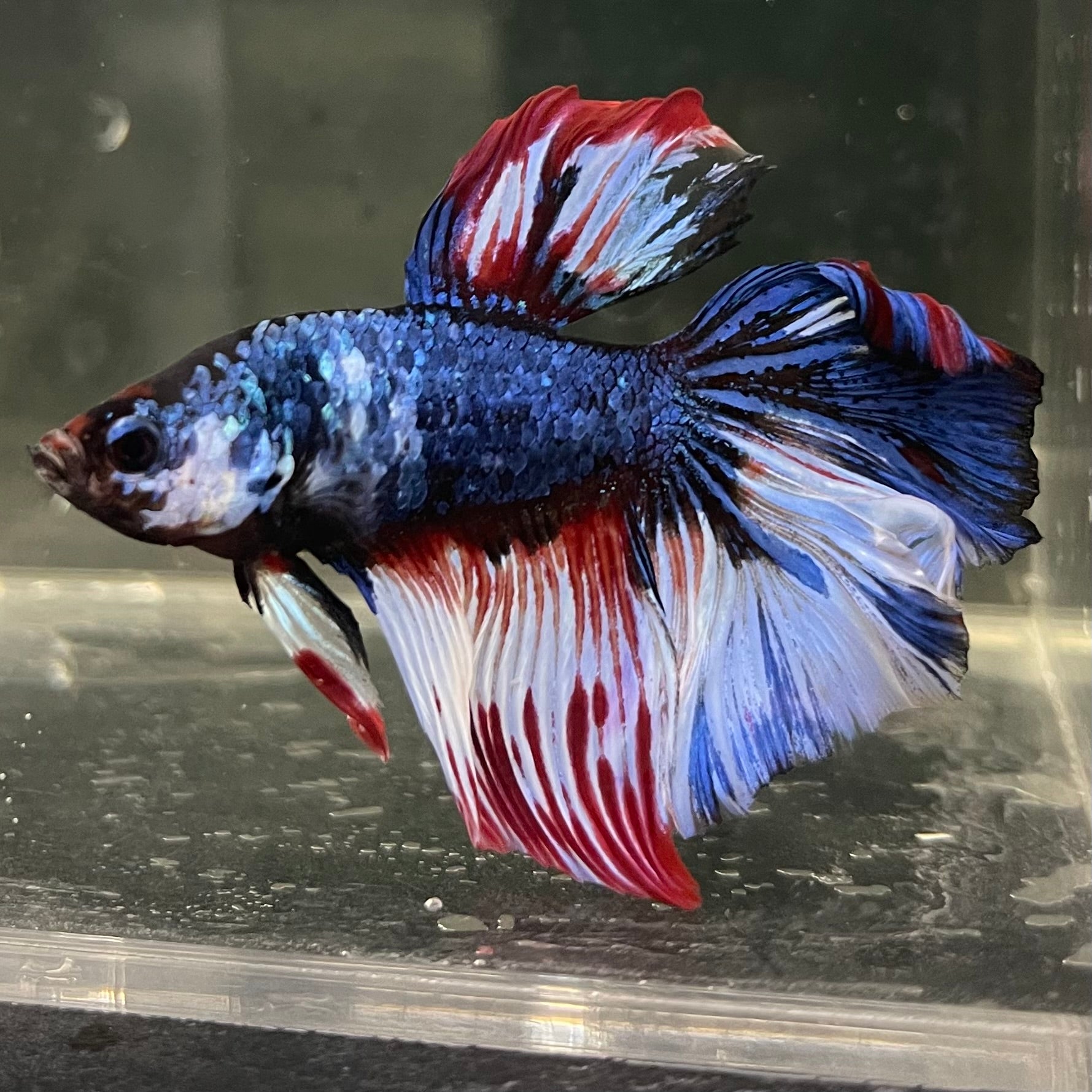 Male Betta - One Only - 2