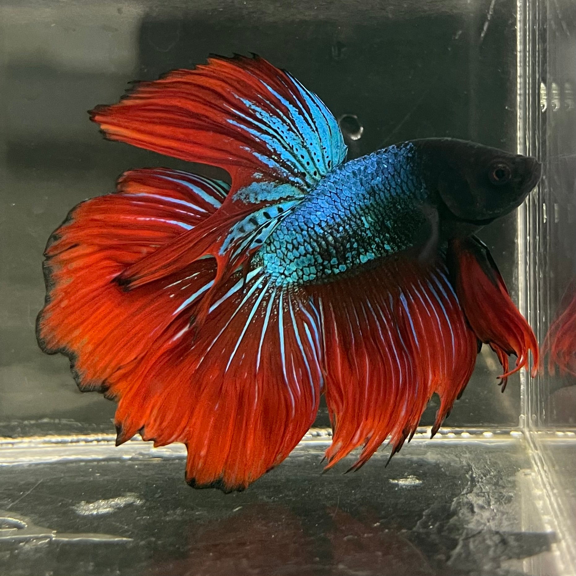 Male Betta - One Only - 17