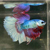Male Betta - One Only - 13