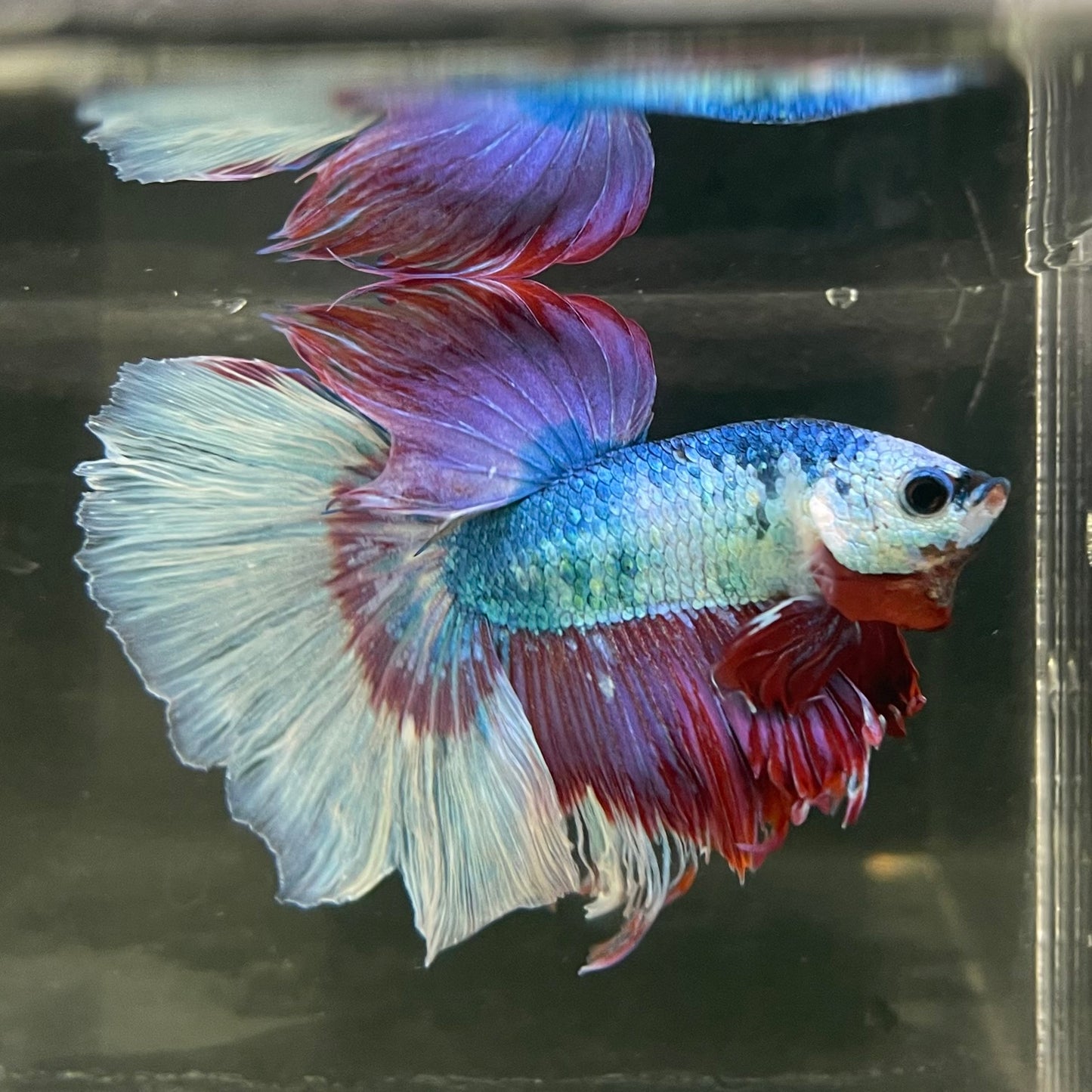 Male Betta - One Only - 13