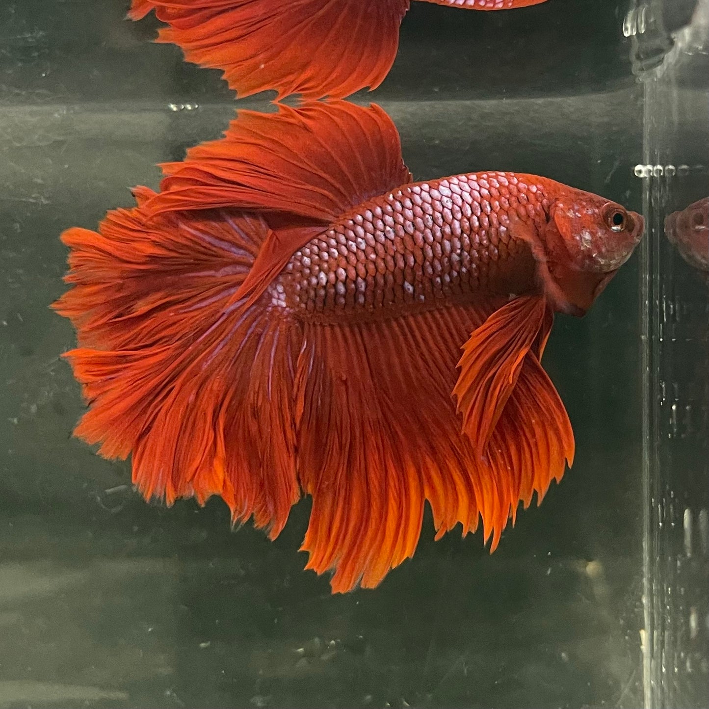 Male Betta - One Only - 1