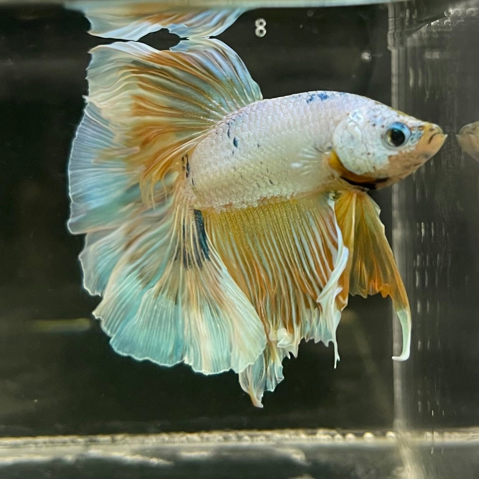 Male Betta - One Only - 14