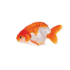 Ranchu Goldfish - Assorted Colours