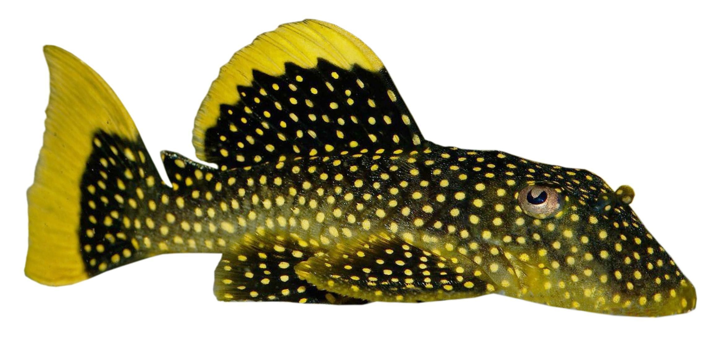 Plecostomus-Gold Spot 5cm