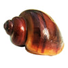 Tortoise Shell Mystery Snails - Jumbo