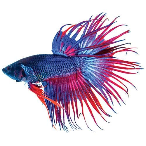 Assorted Colour Male Crowntail Betta (Fighting Fish)