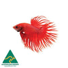 Red Crowntail Male Betta 6cm