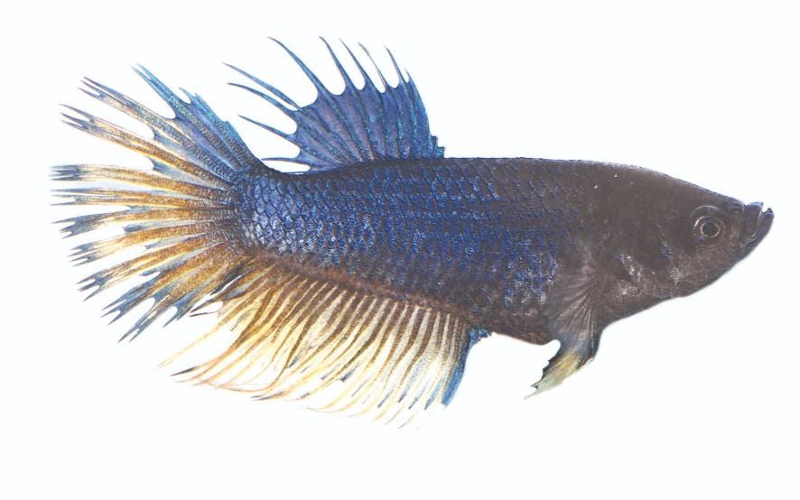 Female Crowntail Betta (Fighter Fish) 5cm - Assorted Colours