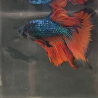 Male Betta - One Only - 16