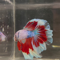Male Betta - One Only - 22