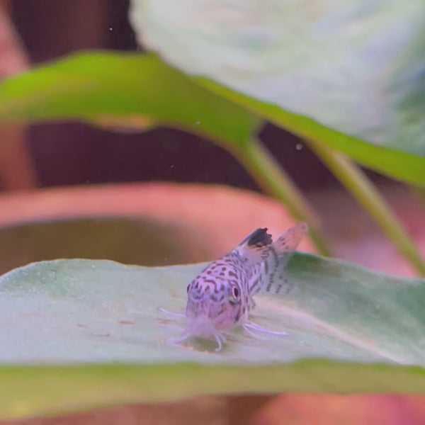 Corydoras Julii Catfish 3cm