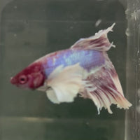 Male Betta - One Only - 8