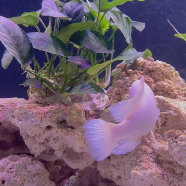 Snow White African Cichlid