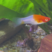 Swordtail - Kohaku Red & White 4-5cm