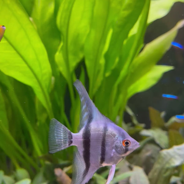 Angelfish Zebra