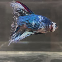 Male Betta - One Only - 11
