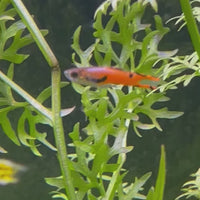 Pink Chilli Endler Guppy - Male 2-2.5cm