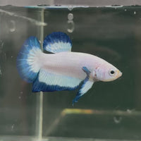 Fancy Plakat Betta Male - One Only - 18