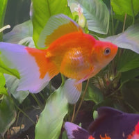 Ryukin Goldfish - Assorted Colours