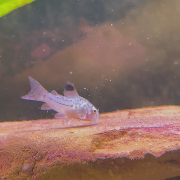 Corydoras Julii Catfish 3cm