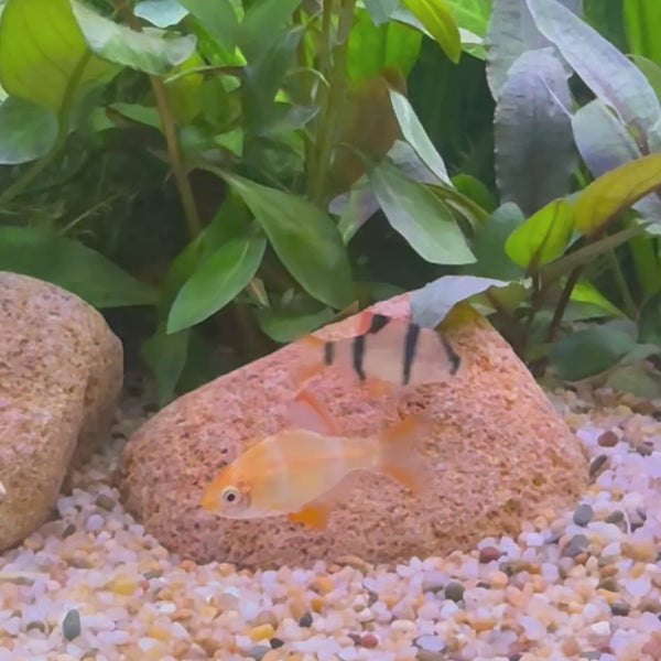 Albino Tiger Barb