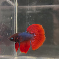 Male Betta - One Only - 11