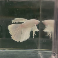 Platinum Halfmoon Premium Male Betta - One Only - 6