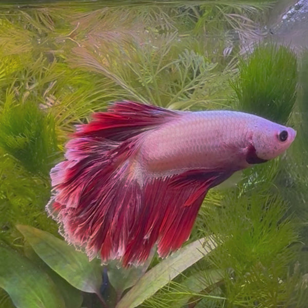 Dragon Veil Tail Betta - Male Assorted Colour 5-6cm