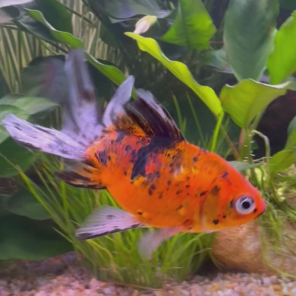 Fantail Goldfish - Calico