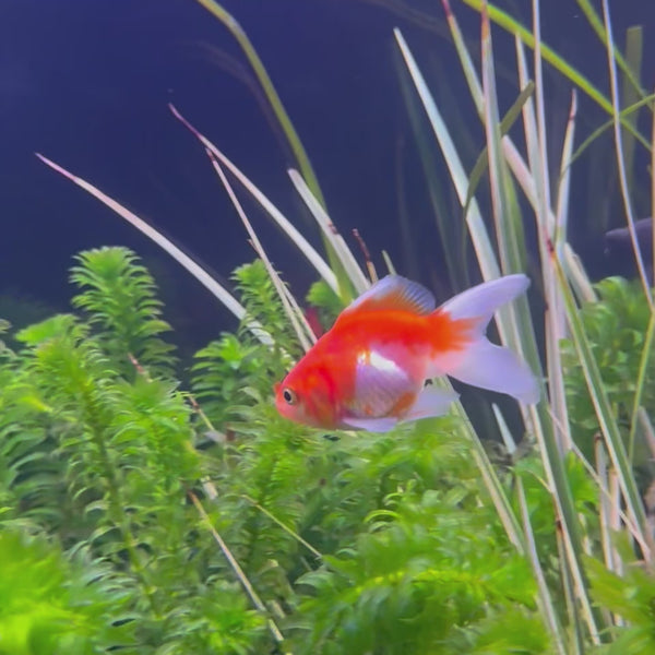 Fantail Goldfish - Red & White