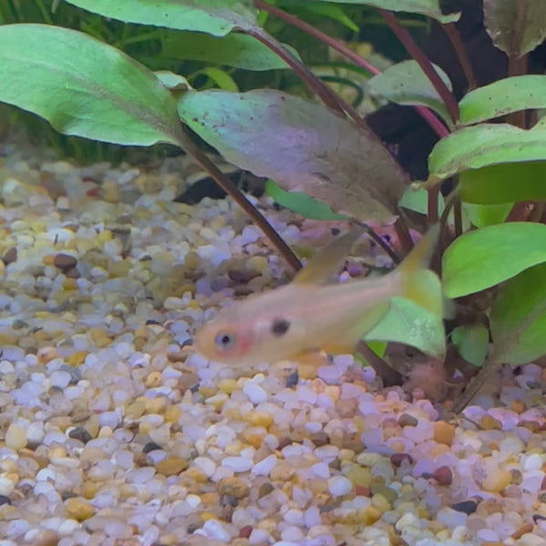 Red Phantom Tetra (3cm)