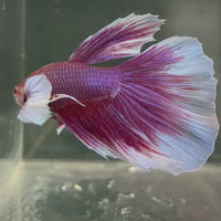 Male Betta - One Only - 15