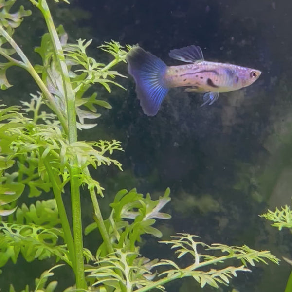 Blue Sapphire Guppy - Male 3-4cm