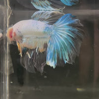 Male Betta - One Only - 17