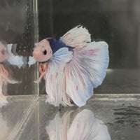 Male Betta - One Only - 21