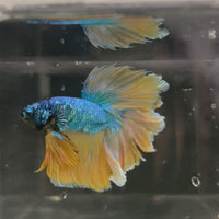 Male Betta - One Only - 13