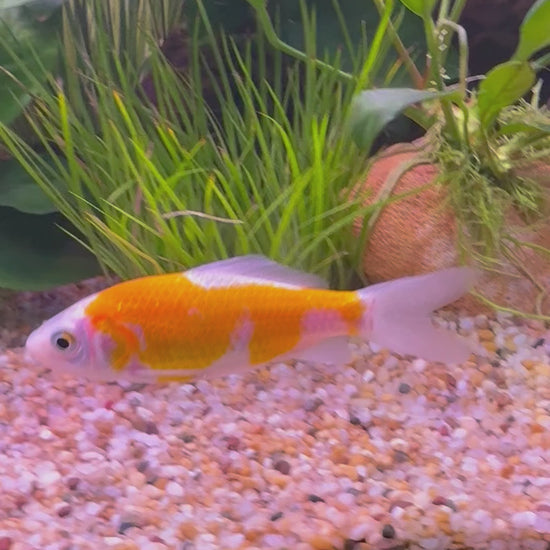 Assorted Comet Goldfish - The Fish Farm
