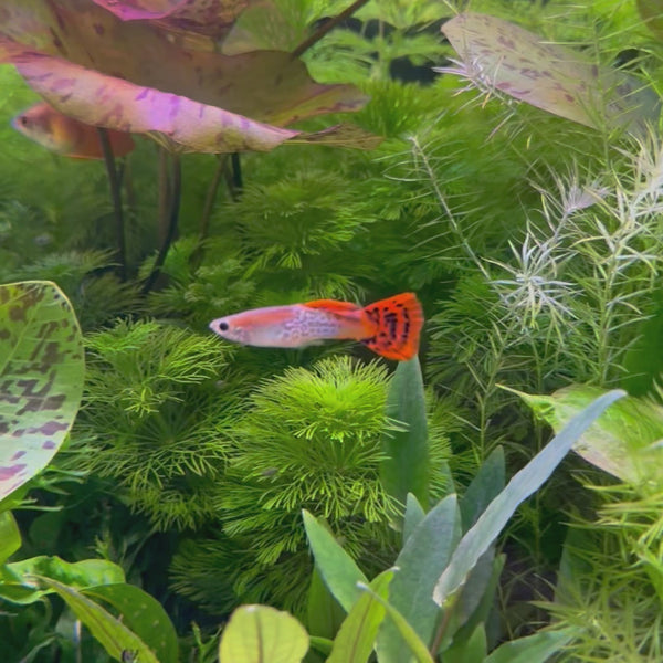 Red Cobra Guppy - Male 3-4cm