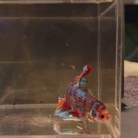 Giant Plakat Multi-Coloured Male Betta - One Only - 4