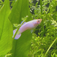 Snow White Guppy - Male 3-4cm