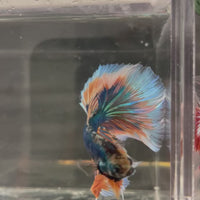 Male Betta - One Only - 2