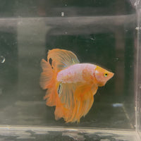 Male Betta - One Only - 16