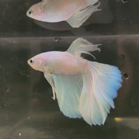 Male Betta - One Only - 20