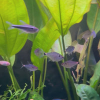 Head & Tail Light Tetra (3cm)