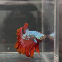 Dragon Veil Tail Betta - Male Assorted Colour 5-6cm