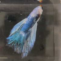 Male Betta - One Only - 10